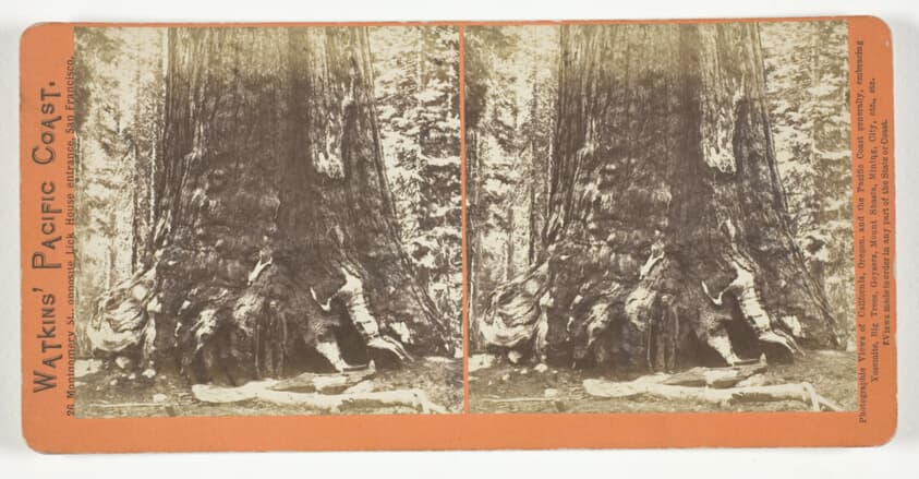 Section of the Grizzly Giant (tree), 33 ft. Diam., Mariposa Grove, Yosemite, from the series "Watkins' Pacific Coast"