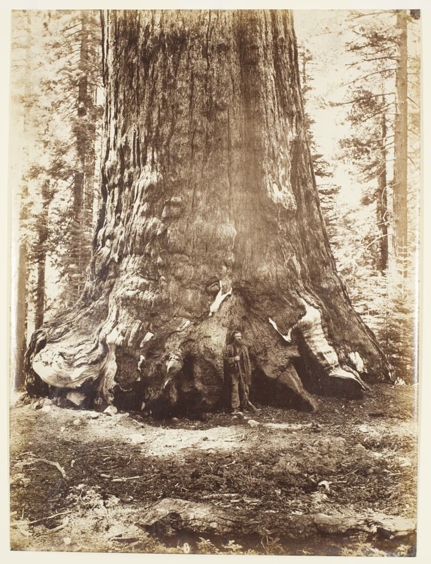 Section of the Grizzly Giant with Galen Clark, Mariposa Grove, Yosemite