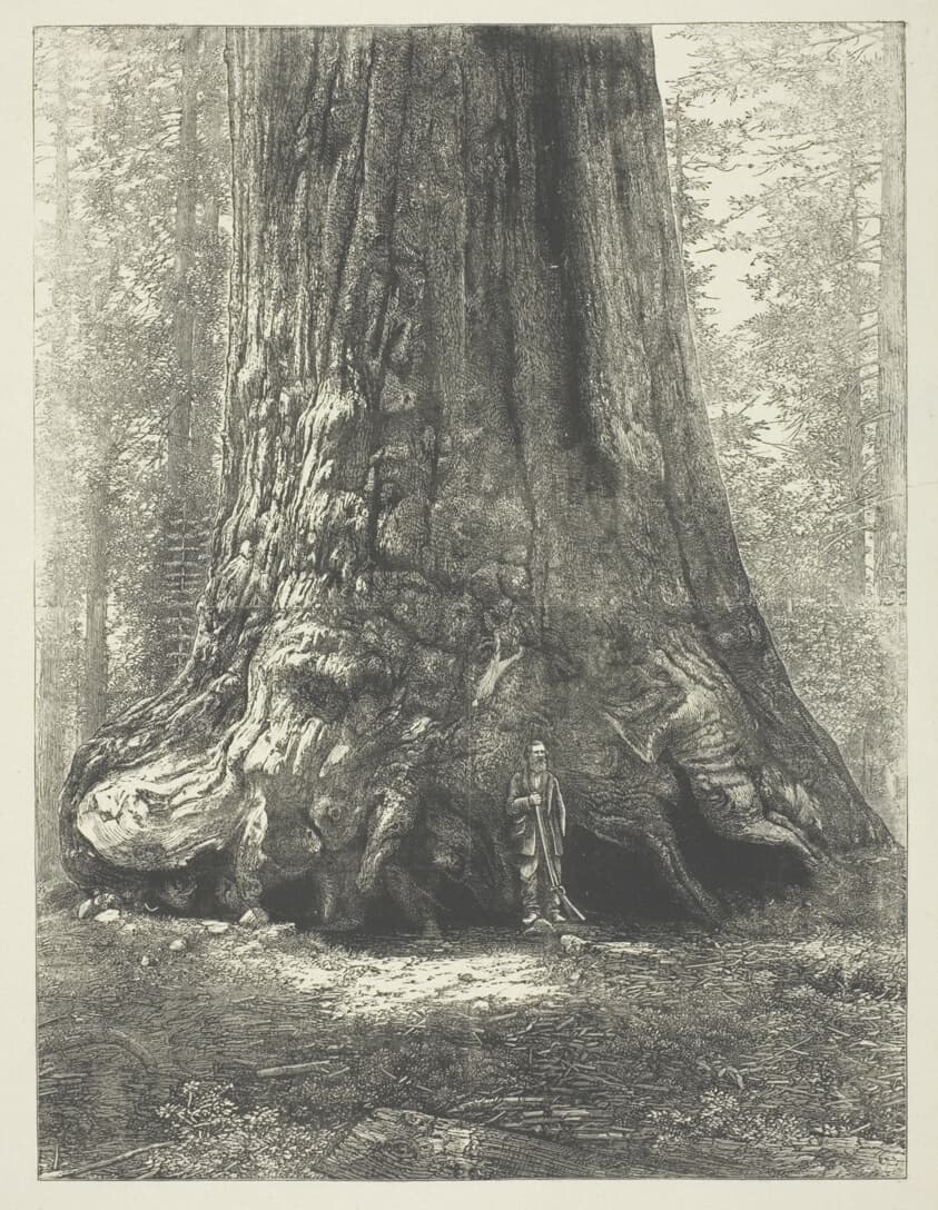 Copy of Carleton Watkins' "Galen Clark Before the Grizzly Giant,"